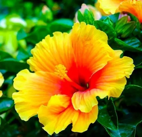 Hibiscus_Plant_(Hybrid,_Pack_of_1)