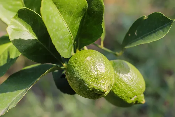 Lemon_Plant_(Hybrid,_Pack_of_1)
