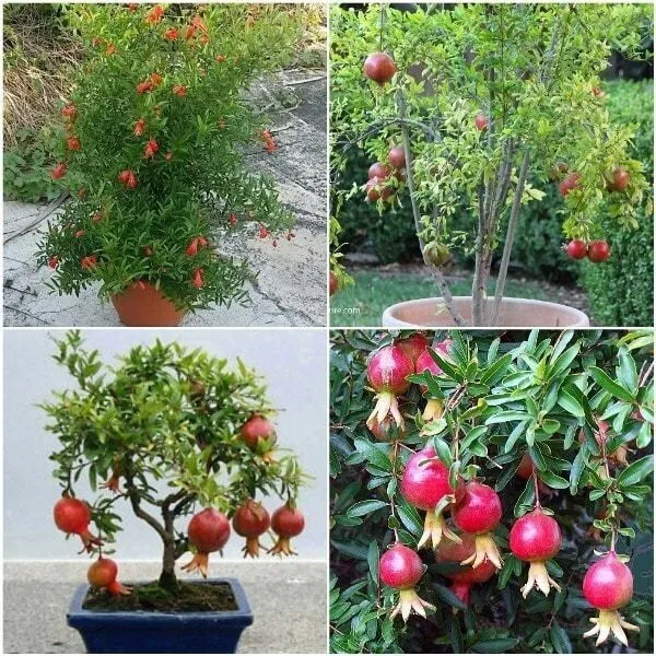 Pomegranate_Plant_(Hybrid,_Pack_of_1)