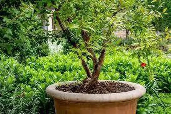 Pomegranate_Plant_(Hybrid,_Pack_of_1)