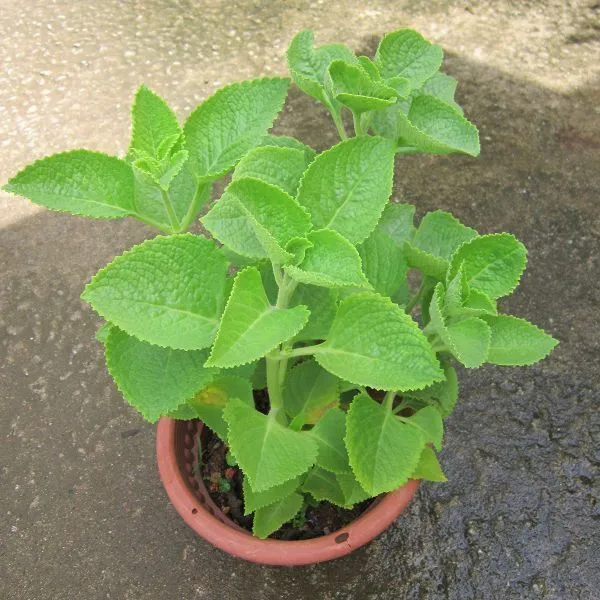 Ajwine_Plant_(Hybrid,_Pack_of_1)