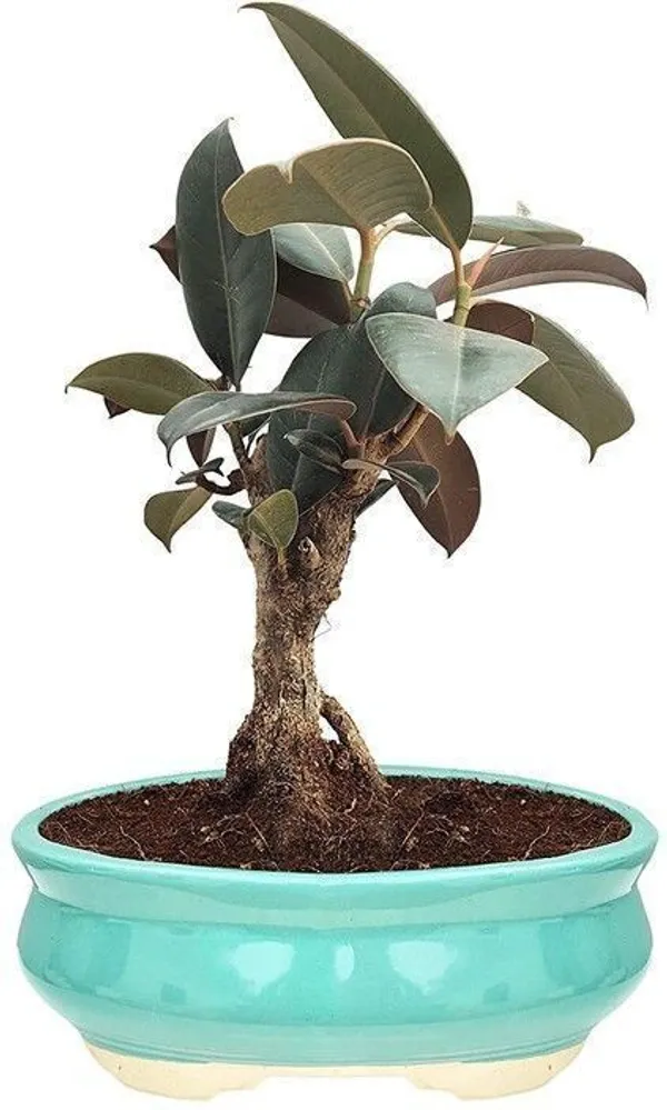 Ficus_Bonsai_Plant_(Hybrid,_Pack_of_1)