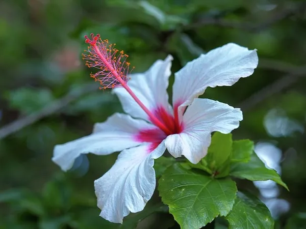 Hibiscus_Plant_(Hybrid,_Pack_of_1)