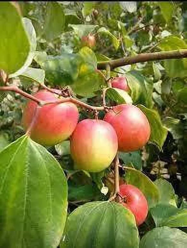 Ber_Apple_Plant_(Hybrid,_Pack_of_1)