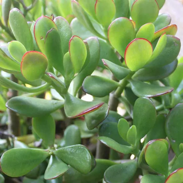 Jade_Plant_(Hybrid,_Pack_of_1)