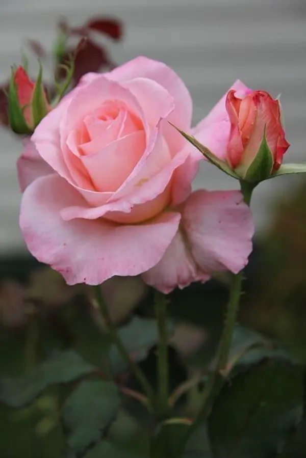 Rose_Plant_(Hybrid,_Pack_of_1)