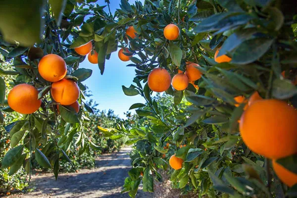 Orange_Plant_(Hybrid,_Pack_of_1)