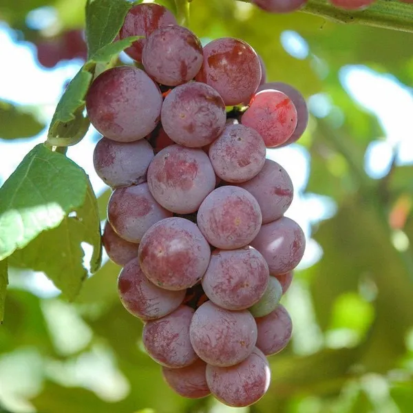 Grapes_Plant_(Hybrid,_Pack_of_1)