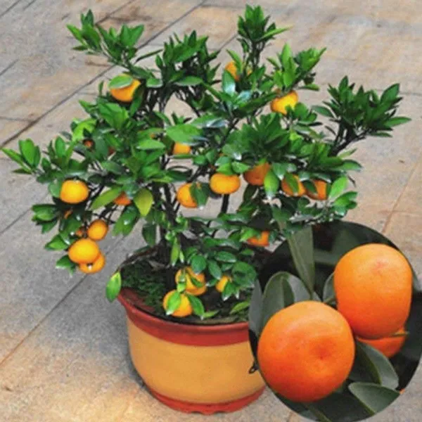 Orange_Plant_(Hybrid,_Pack_of_1)