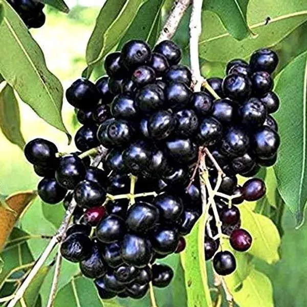 Jamun_Plant_(Hybrid,_Pack_of_1)