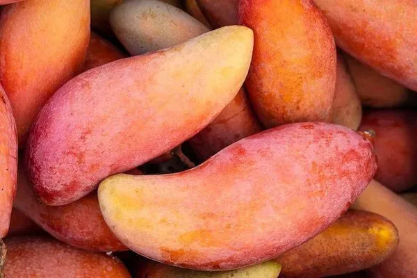 Mango_Plant_(Hybrid,_Pack_of_1)