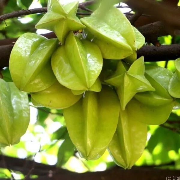 Star_Fruit_Carambola_Grafted_Plant_(Hybrid,_Pack_of_1)