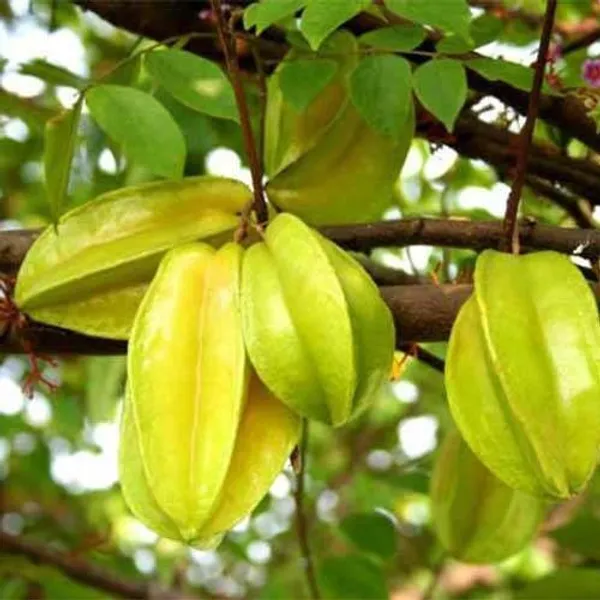 Star_Fruit_Carambola_Grafted_Plant_(Hybrid,_Pack_of_1)