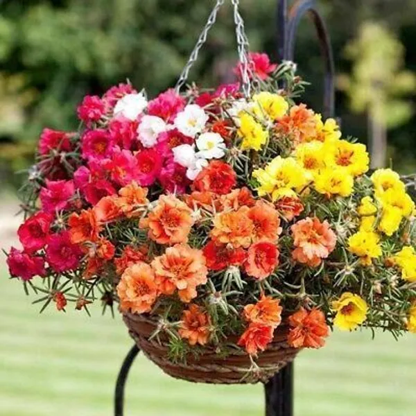 Portulaca_Plant_(Hybrid,_Pack_of_1)