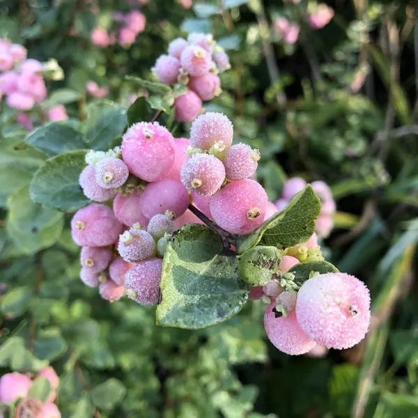 Berry_Plant_(Hybrid,_Pack_of_1)