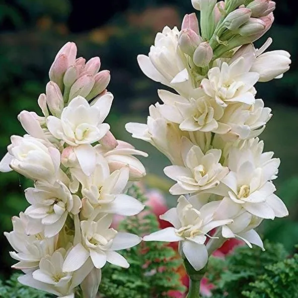 Night_Bloom_Jasmine_Plant_(Hybrid,_Pack_of_1)