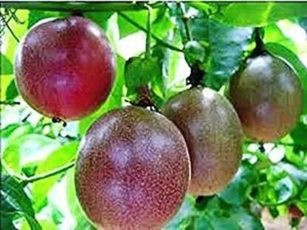 Passion_Plant_(Hybrid,_Pack_of_1)