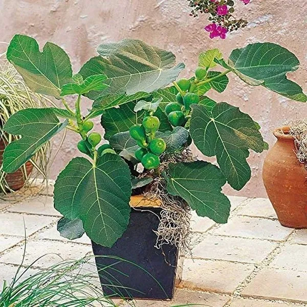 Gular/Cluster_Fig_Plant_(Hybrid,_Pack_of_1)
