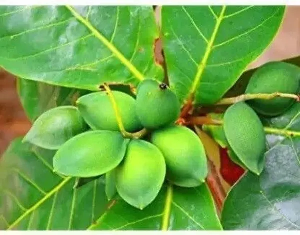 Almond_Plant_(Hybrid,_Pack_of_1)