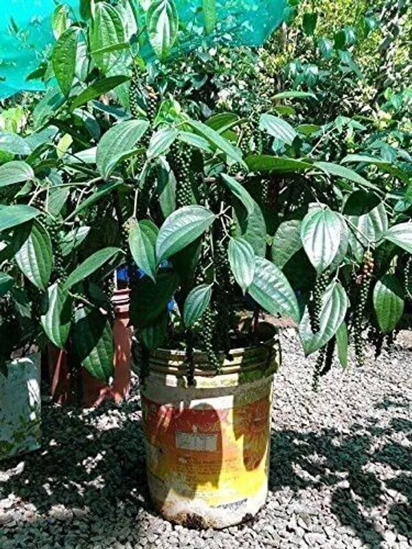 Black_Pepper_Plant_(Hybrid,_Pack_of_1)