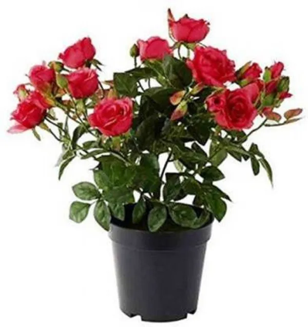 Rose_Plant_(Hybrid,_Pack_of_1)