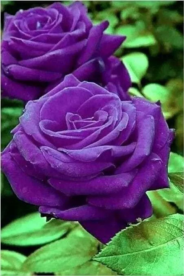 Rose_Plant_(Hybrid,_Pack_of_1)