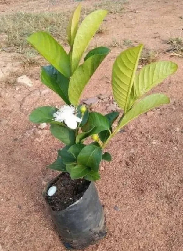 Guava_Plant_(Hybrid,_Pack_of_1)