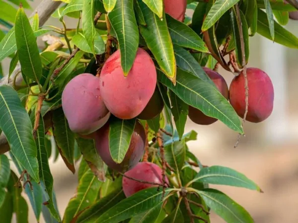 Mango_Plant_(Hybrid,_Pack_of_1)