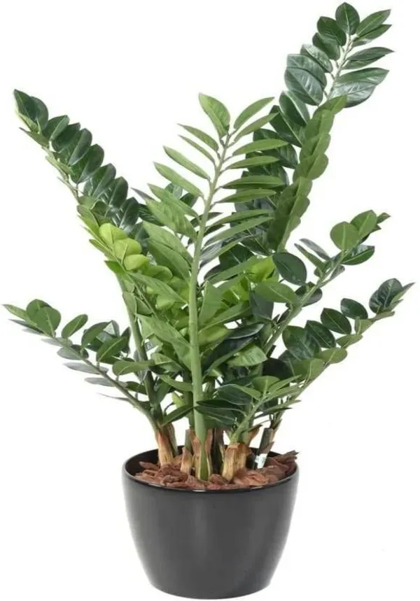 Zamia_Zz_(Hybrid,_Pack_of_1)