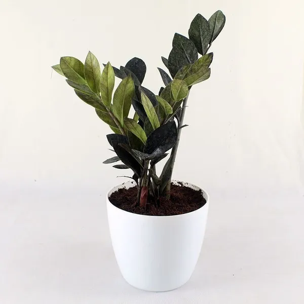 Zamia_Zz_(Hybrid,_Pack_of_1)