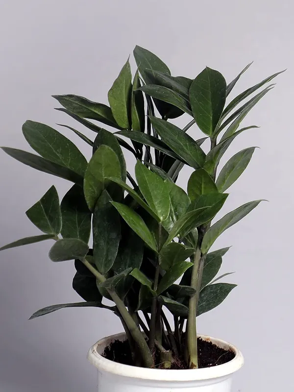 Zamia_Zz_(Hybrid,_Pack_of_1)