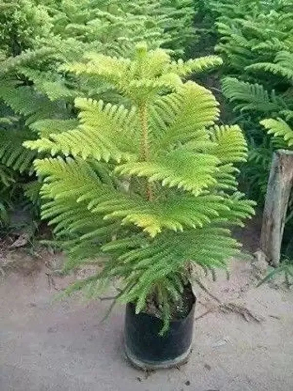 Christmas_Tree_Plant_(Hybrid,_Pack_of_1)
