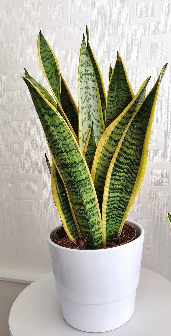 Snake_Plant_(Hybrid,_Pack_of_1)