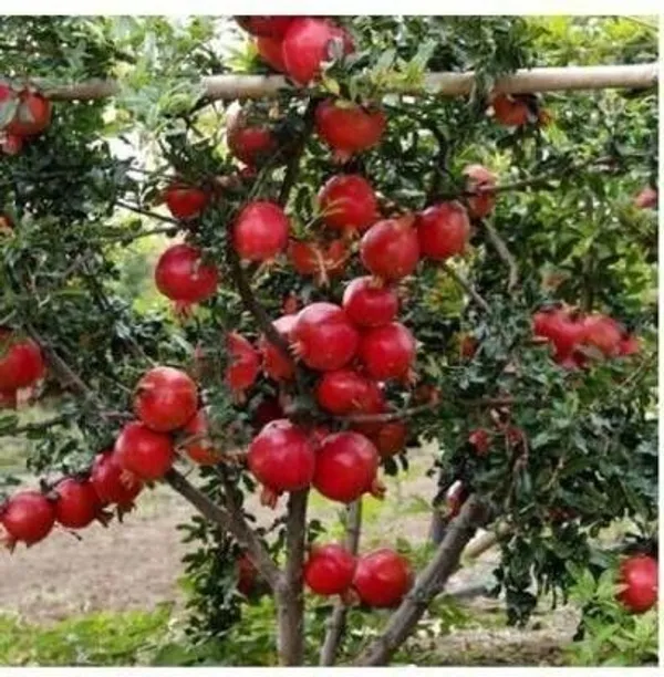 Pomegranate_Plant_(Hybrid,_Pack_of_1)