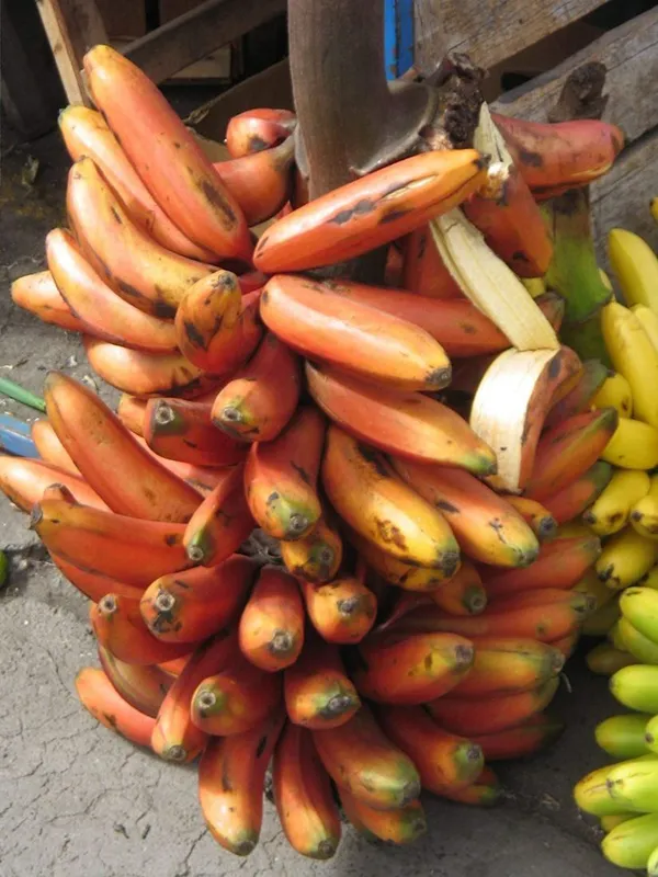 Banana_Plant_(Hybrid,_Pack_of_1)