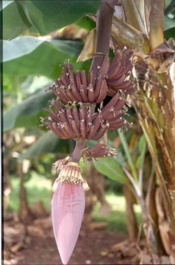 Banana_Plant_(Hybrid,_Pack_of_1)