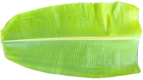 Banana_Plant_(Hybrid,_Pack_of_1)