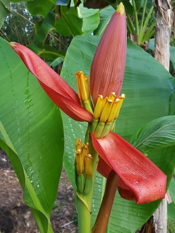 Banana_Plant_(Hybrid,_Pack_of_1)