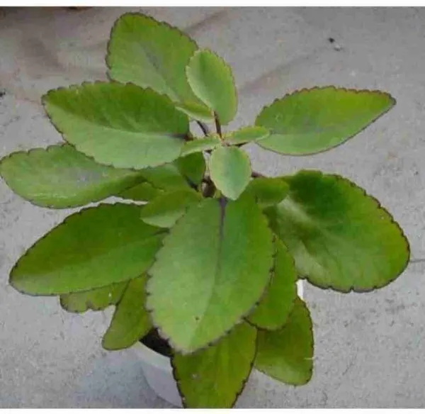 Bryophyllum_Pinnatum/Patharchatta_Plant_(Hybrid,_Pack_of_1)