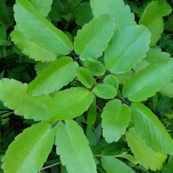 Bryophyllum_Pinnatum/Patharchatta_Plant_(Hybrid,_Pack_of_1)