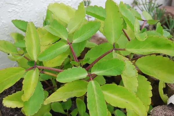 Bryophyllum_Pinnatum/Patharchatta_Plant_(Hybrid,_Pack_of_1)