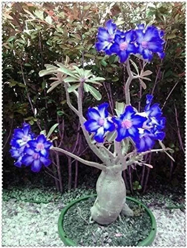 Adenium_Plant_(Hybrid,_Pack_of_1)