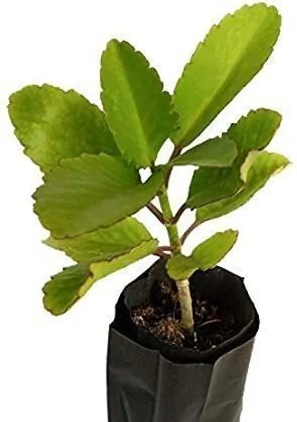 Bryophyllum_Pinnatum/Patharchatta_Plant_(Hybrid,_Pack_of_1)