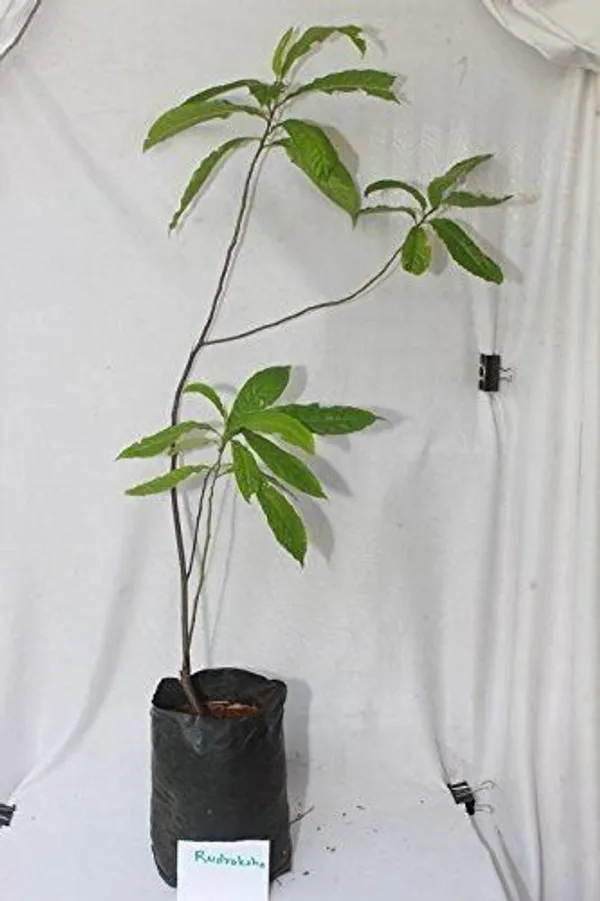 Rudraksha_Plant_(Hybrid,_Pack_of_1)