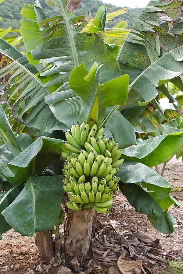 Banana_Plant_(Hybrid,_Pack_of_1)