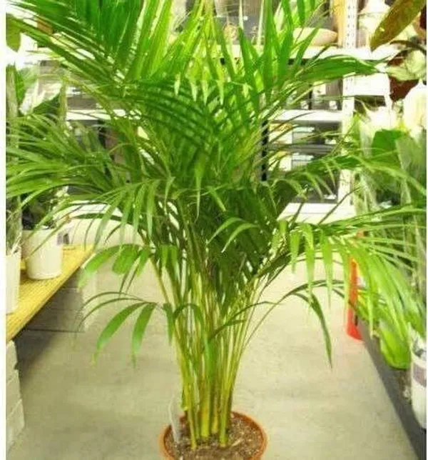 Areca_Palm_(Hybrid,_Pack_of_1)