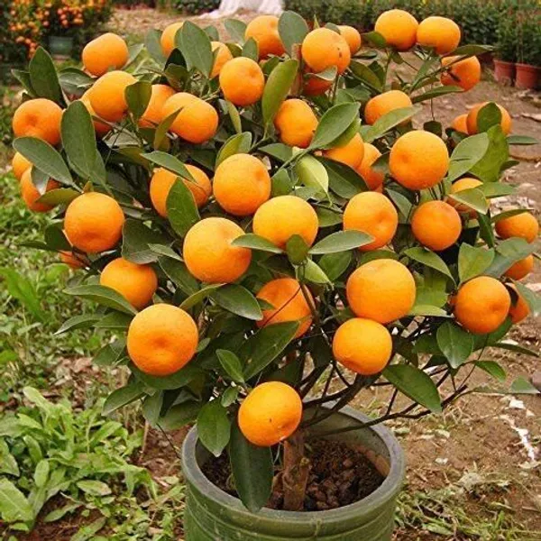 Orange_Plant_(Hybrid,_Pack_of_1)