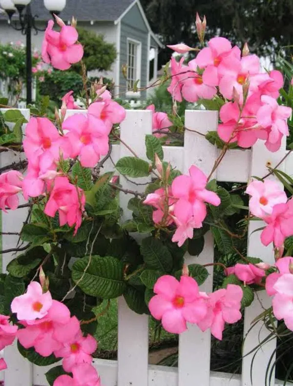 Mandevilla_Plant_(Hybrid,_Pack_of_1)