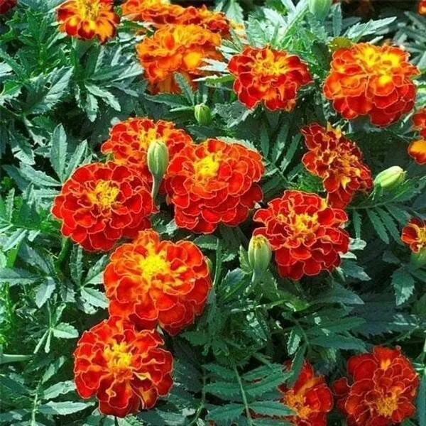Marigold_Plant_(Hybrid,_Pack_of_1)