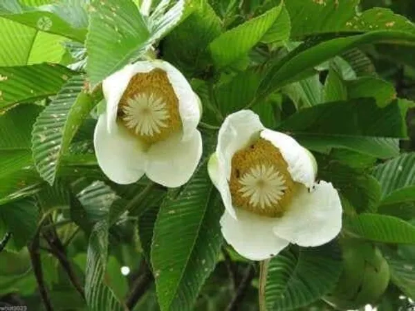 Elephant_Apple_Plant_(Hybrid,_Pack_of_1)